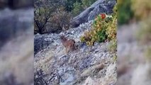 Tunceli'de dağ keçileri yavruları ile görüntülendi