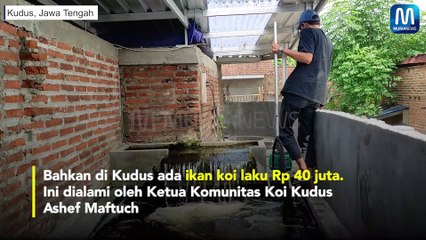 IKAN KOI LAKU RP 40 JUTA Ikan Koleksi Pembawa Cuan