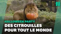 Dans ces zoos, les animaux aussi fêtent Halloween