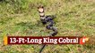 Giant KING COBRA Rescued In Odisha