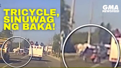 Tricycle, sinuwag ng baka na nakawala sa kalye! | GMA News Feed