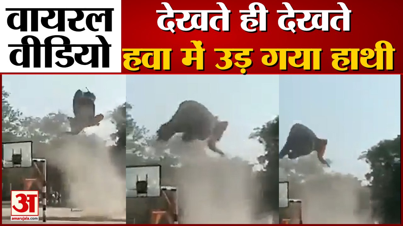 Elephant Flying In The Air: हाथी को उड़ता देख द...