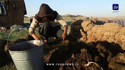 تربية الجواميس في سوريا مصدر دخل بسيط وروثها يستخدم في التدفئة والطبخ