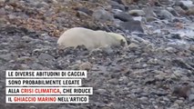 La crisi climatica cambia la dieta dell'orso polare: ora caccia le renne