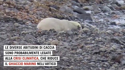 La crisi climatica cambia la dieta dell'orso polare: ora caccia le renne