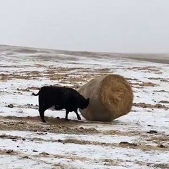 Snowing on the Farm - Animals enjoying snow fall