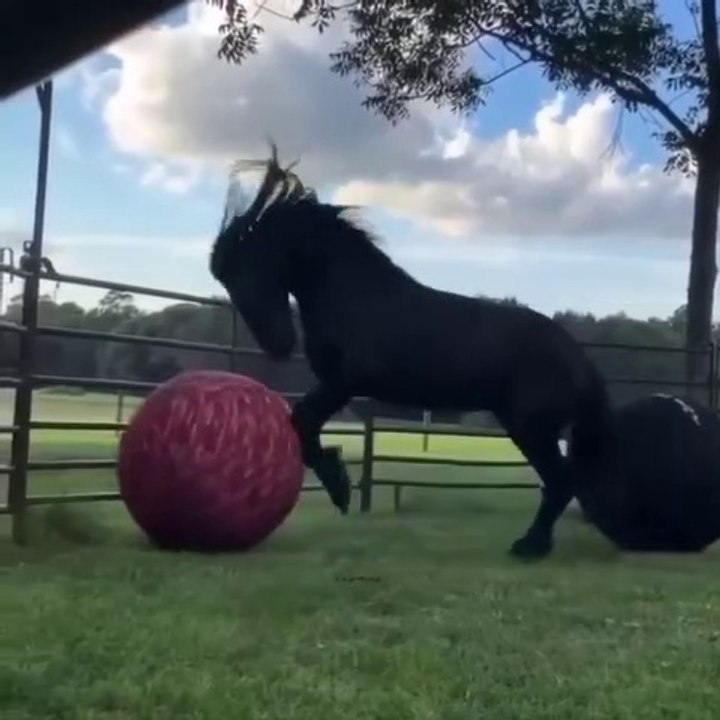 Horses are the beautiful and very friendly creatures of nature