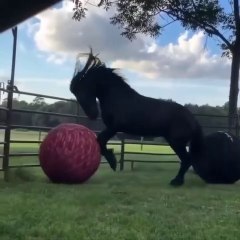 Horses are the beautiful and very friendly creatures of nature