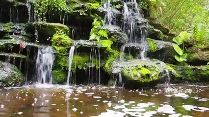 A Water Flowing on Mossy Rocks