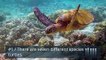 Did You Know #6 | Interesting Facts About Sea Turtles || why They