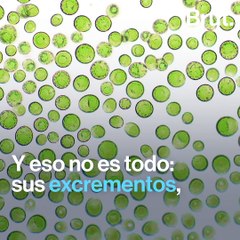 ¿Sabías que la ballena protege al planeta?