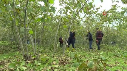 Ordu Valisi dip sürgünlerinin temizliği ve budama çalışmalarına katıldı