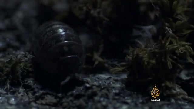 ناشونال جيوغرافيك أبوظبي _ وثائقي - حيوانات لا تنام