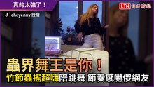 蟲界舞王是你！ 竹節蟲搖超嗨陪跳舞 節奏感嚇傻網友