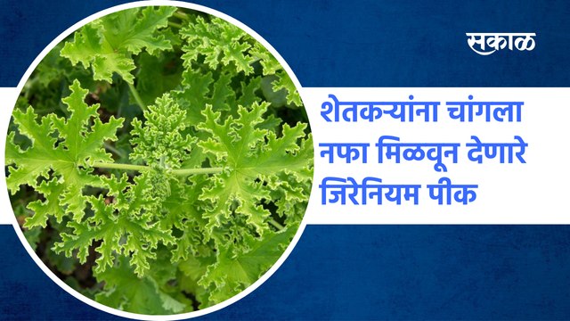 Geranium farming | शेतकऱ्यांना चांगला नफा मिळवून देणारे जिरेनियम पीक | Agriculture | Sakal Media