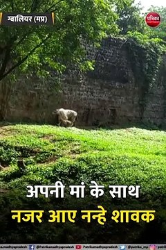 यहां जन्मे थे व्हाइट टाइगर के दो शावक