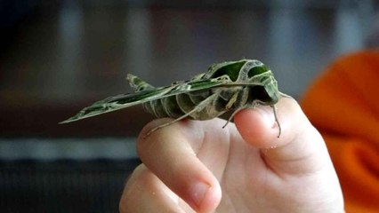 Nadir rastlanan 'Zakkum kelebeği' Sinop'ta ortaya çıktı