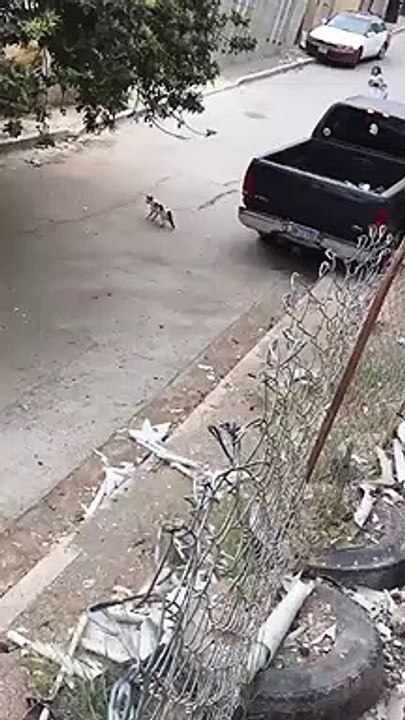 Une petite fille a failli écraser un chat !