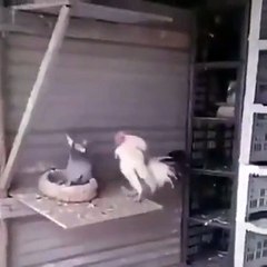 Un duel acharné entre un pigeon et un coq !