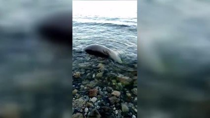 Datça'da ölü Akdeniz foku bulundu