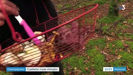 Champignons : attention de bien les choisir lors de la cueillette