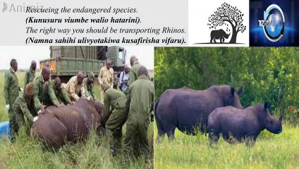 How you should be transporting Rhinos more Safely.