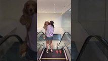 Dog Has to Be Carried Down Escalator