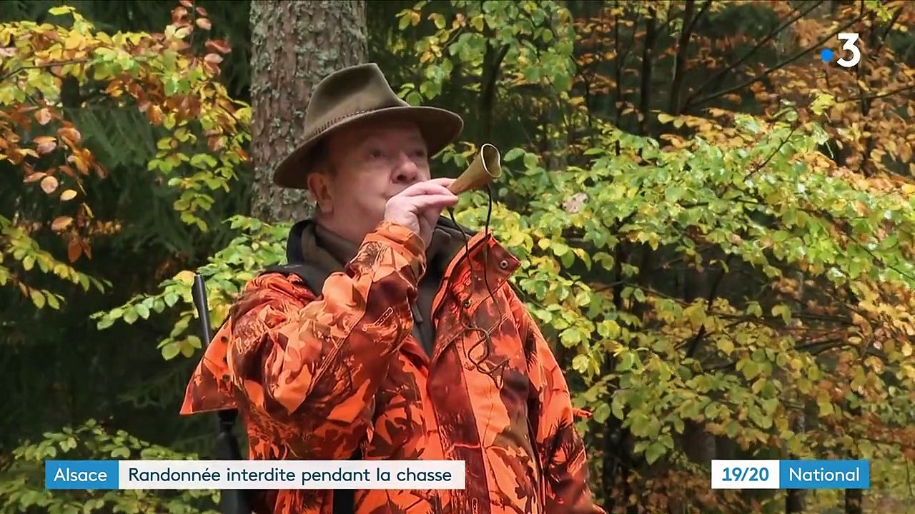 Haut-Rhin : randonnée interdite pendant la chasse aux sangliers