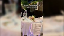 Sem convite, urso invade festa de casamento e come um pouco de tudo