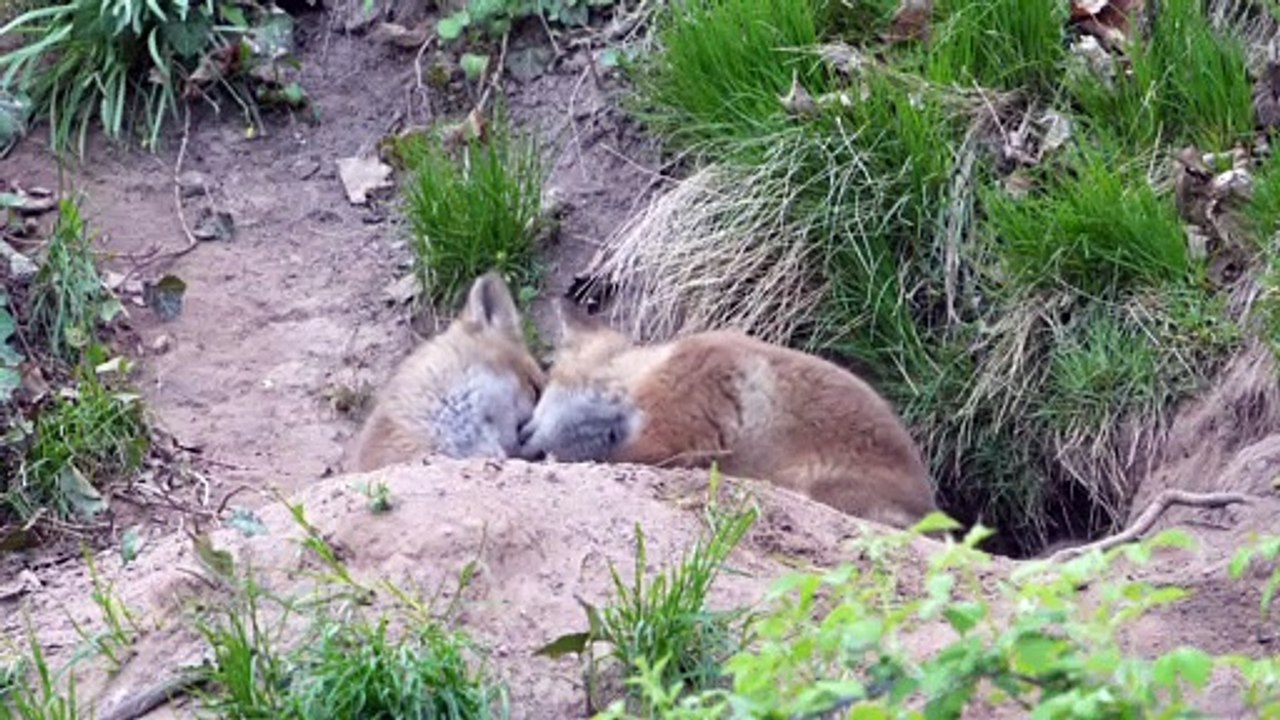 Fox pups in game