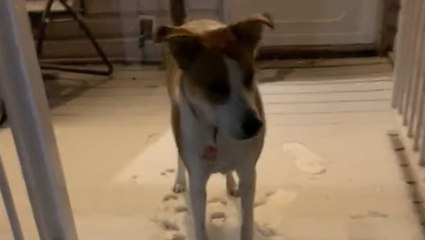 Fresh snow calls for puppy playtime