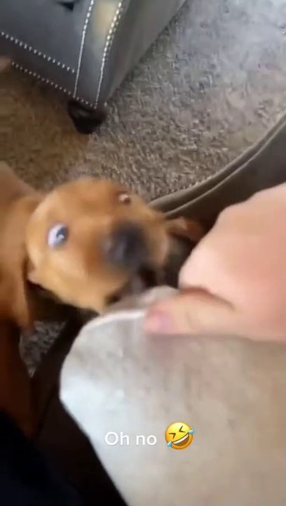 Cute playful puppy biting everything that makes him mad