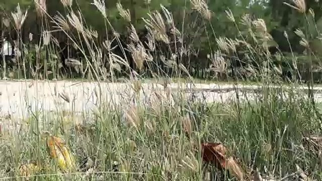 Sejuk || Rumput bergoyang di terpa Hembusan angin