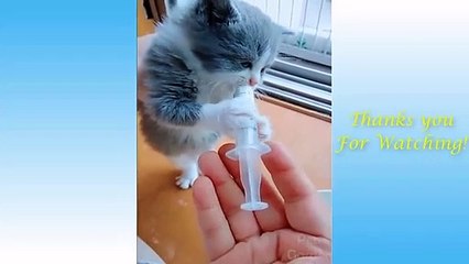 Animals Doing Things Funny Cat And Dog Videos Compilation