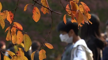 [날씨] 휴일 고궁 단풍 절정...중서부 밤 한때 비 / YTN