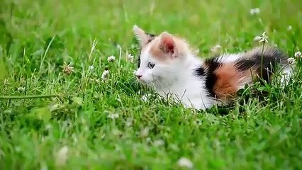 Cute Kittens Doing Funny Things 2021