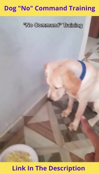 Dog No Command Training | How To Teach a Dog The No command