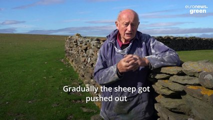 Seaweed-eating sheep could hold the key to reducing methane emissions