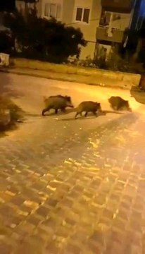 Bursa'da aç kalan domuz sürüsü şehre indi