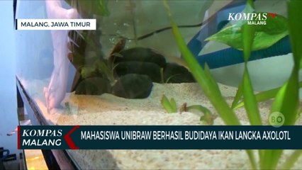 Keren!! Lima Mahasiswa UB Berhasil Budidaya Ikan Langka Axolotl
