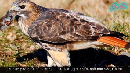 [4K] Ưng đuôi lửa săn bắt cả những loài rắn cực độc