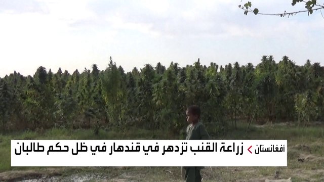 زراعة القنب تزدهر في قندهار في ظل حكم طالبان