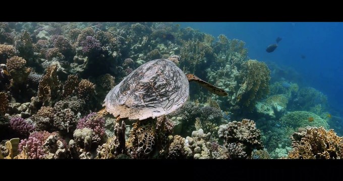 Diving THE RED SEA - Egypt - Underwater Video 4K