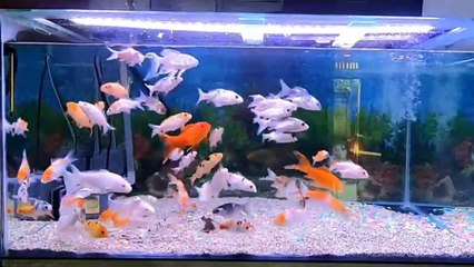 koi fish and komet fish in aquarium