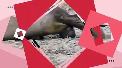 Anjing Laut (Pinnipedia)