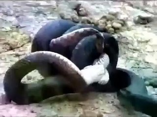 Ular Mamba Hitam (Dendroaspis polylepis)