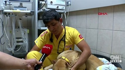 "Jay Jay" ölen diğer köpeğin başından ayrılmadı