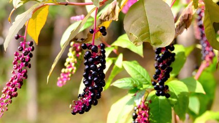 Real 4K Ultra HD 2160p 60Fps Nature Video With Soothing Peaceful Relaxing Music #4k #8k #relax