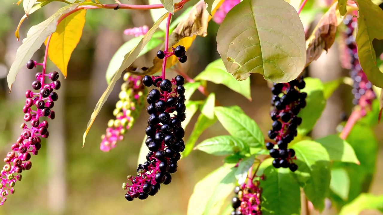 Real 4K Ultra HD 2160p 60Fps Nature Video With Soothing Peaceful Relaxing Music #4k #8k #relax