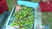 Agriculture : la récolte d'olives s'annonce très prometteuse